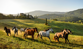 Italy_Umbria_Reschio_Estate_main_banner_fivestardestination_five_star_destination